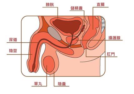 附睾位置图片