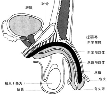性功能障碍要做哪些检查