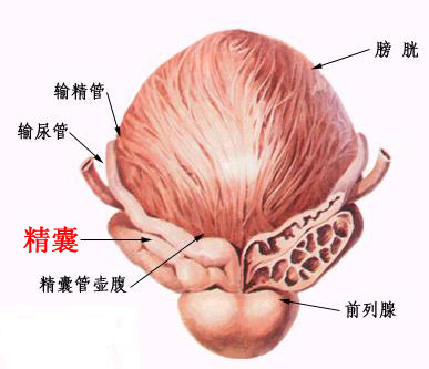 精囊炎会造成的危害有哪些