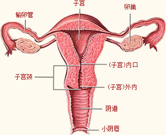 输卵管积水