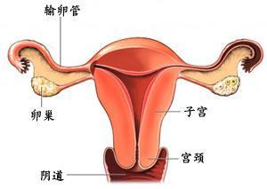 宫腹腔镜输卵管疏通术 治疗输卵管不孕的福音