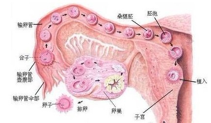 卵泡监测的合适时间