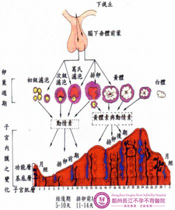 性激素六项检查有哪些