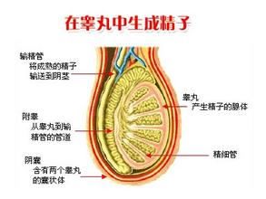 睾丸炎吃什么药能治好