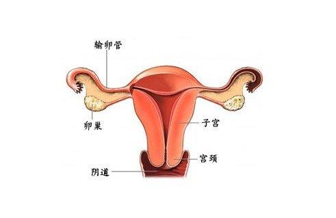 女性输卵管